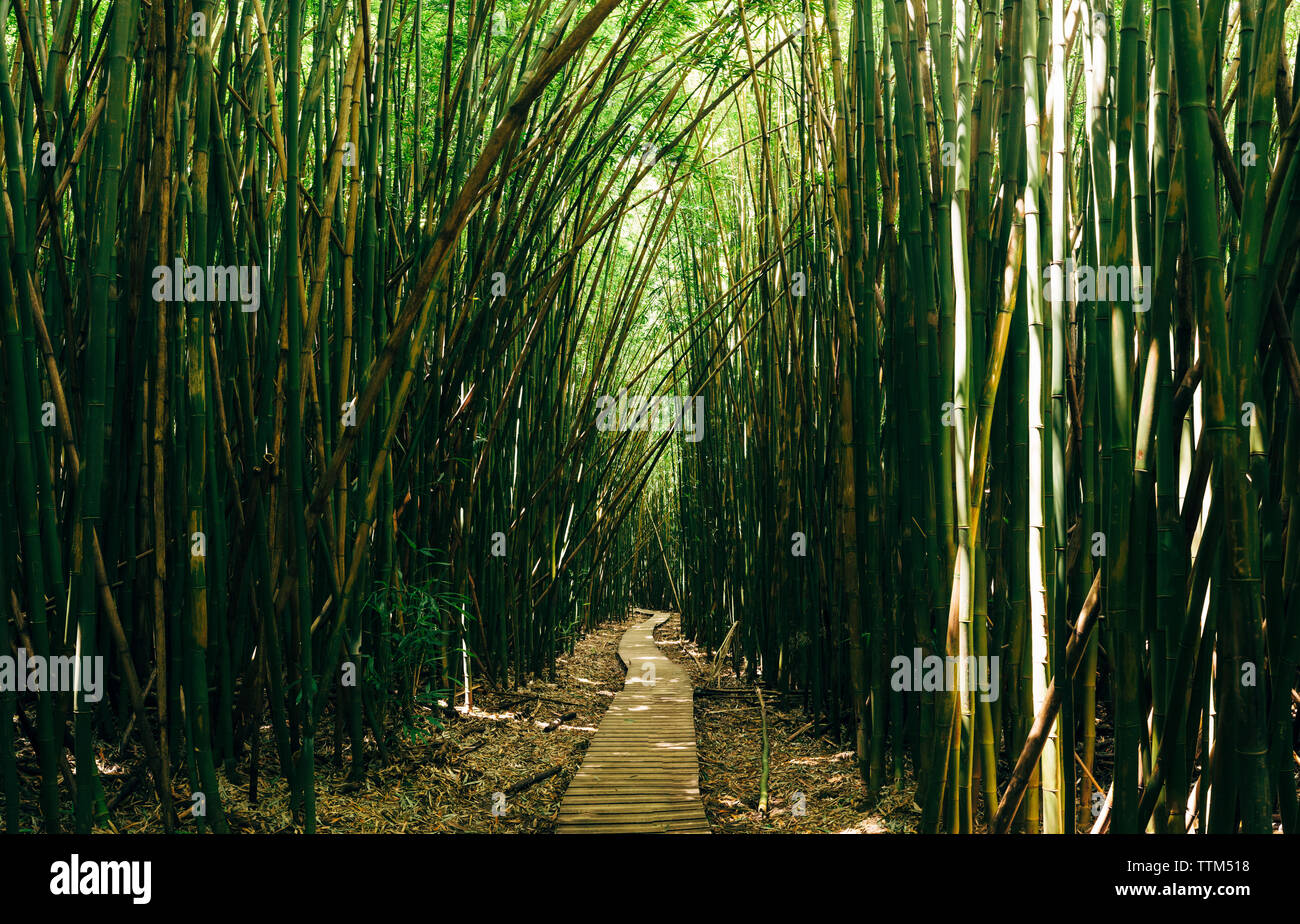 Il Boardwalk tra alberi di bambù in foresta Foto Stock