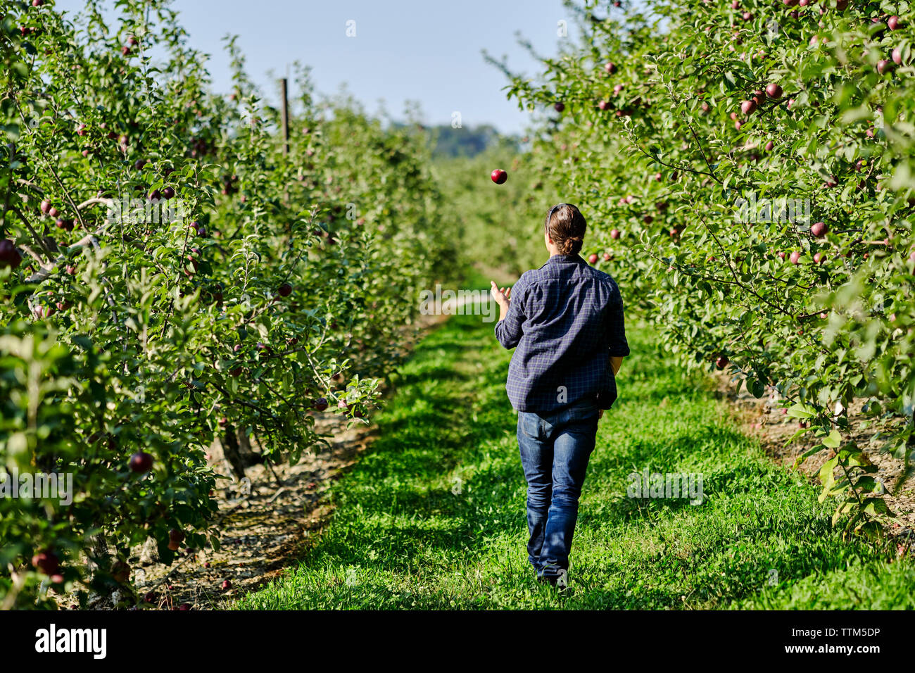 Vista posteriore del contadino camminando sul campo erboso di Orchard Foto Stock