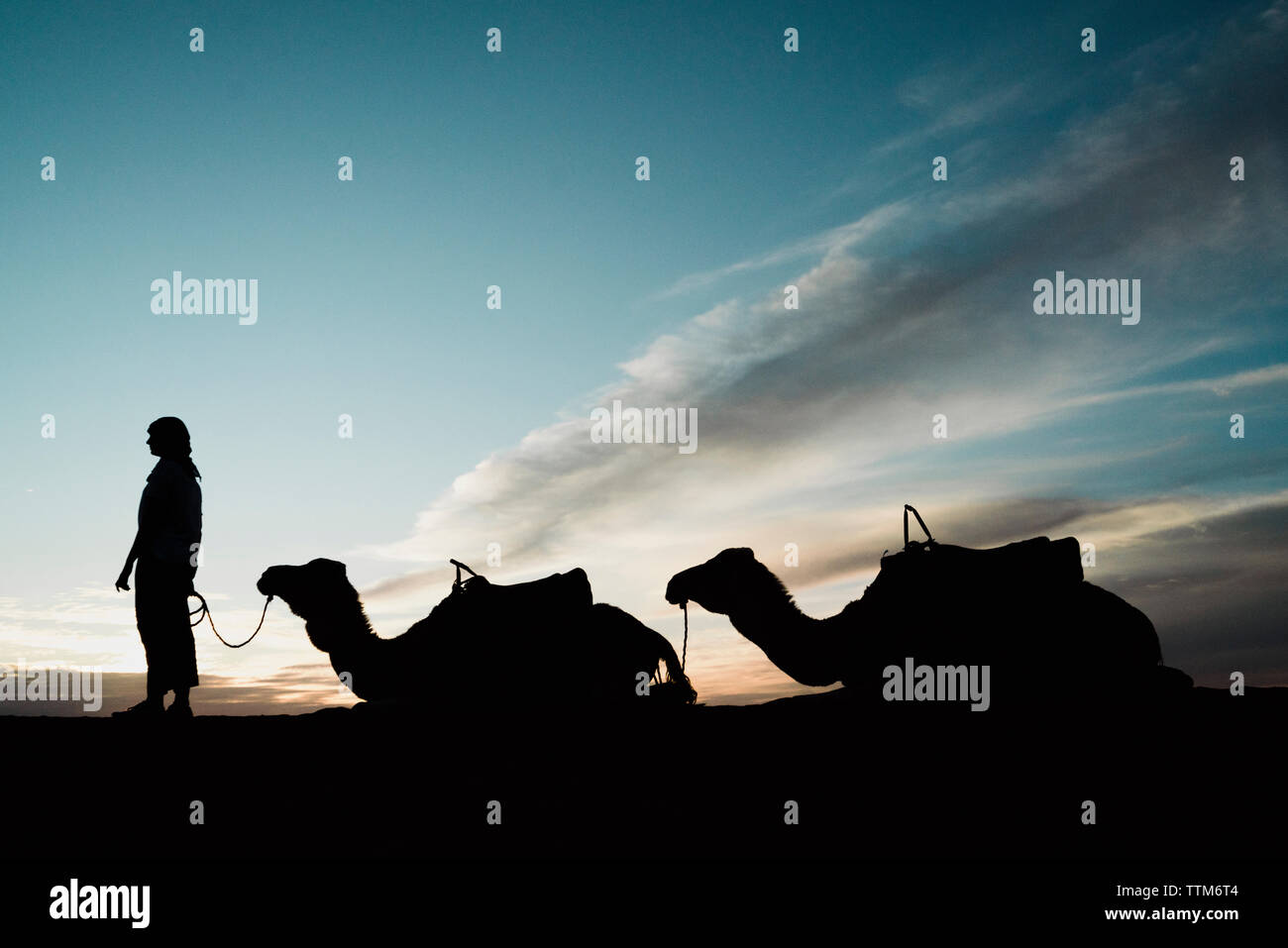 Silhouette donna in piedi da cammelli a Merzouga deserto contro il cielo durante il tramonto Foto Stock