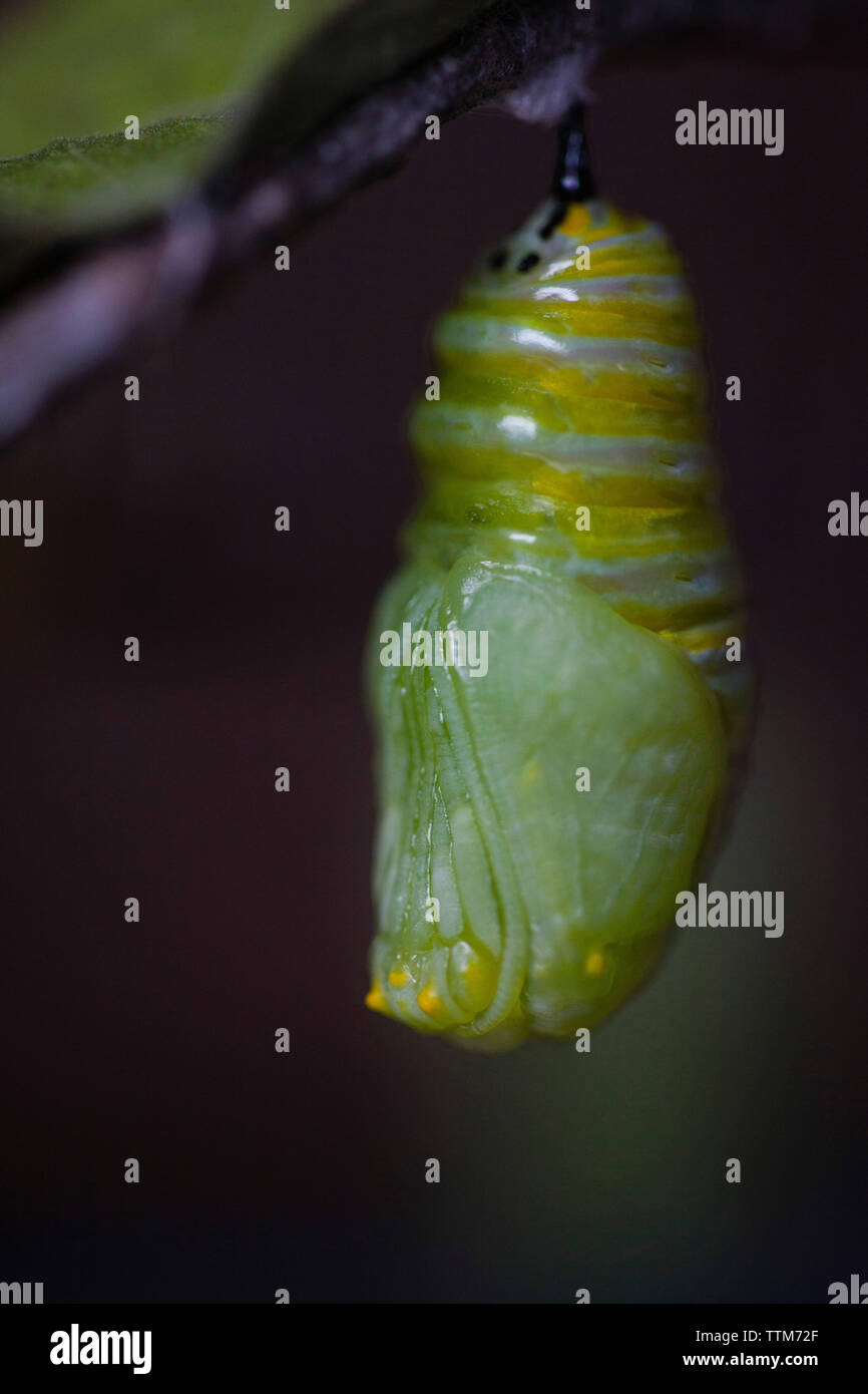 Close-up di cocoon appeso sul ramoscello Foto Stock