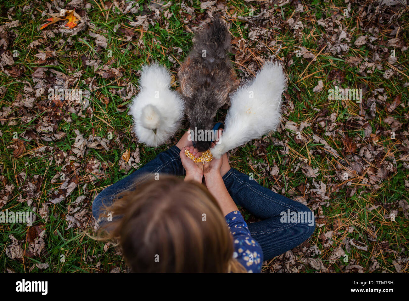 Vista aerea della ragazza di alimentazione polli Bambino seduti sul campo a livello di azienda Foto Stock