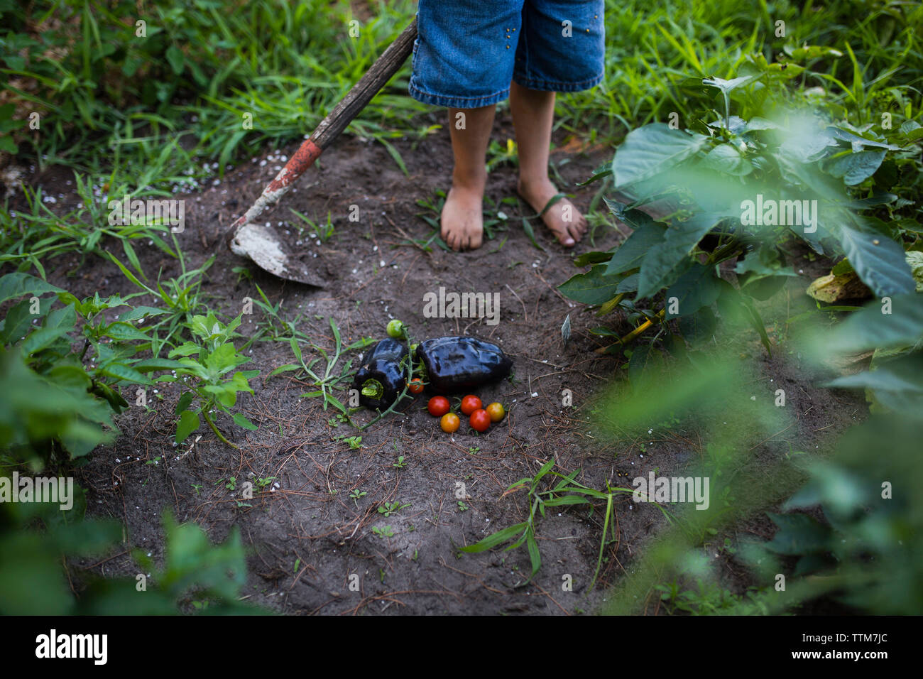 Sezione bassa del ragazzo con la zappa permanente al giardino vegetale Foto Stock