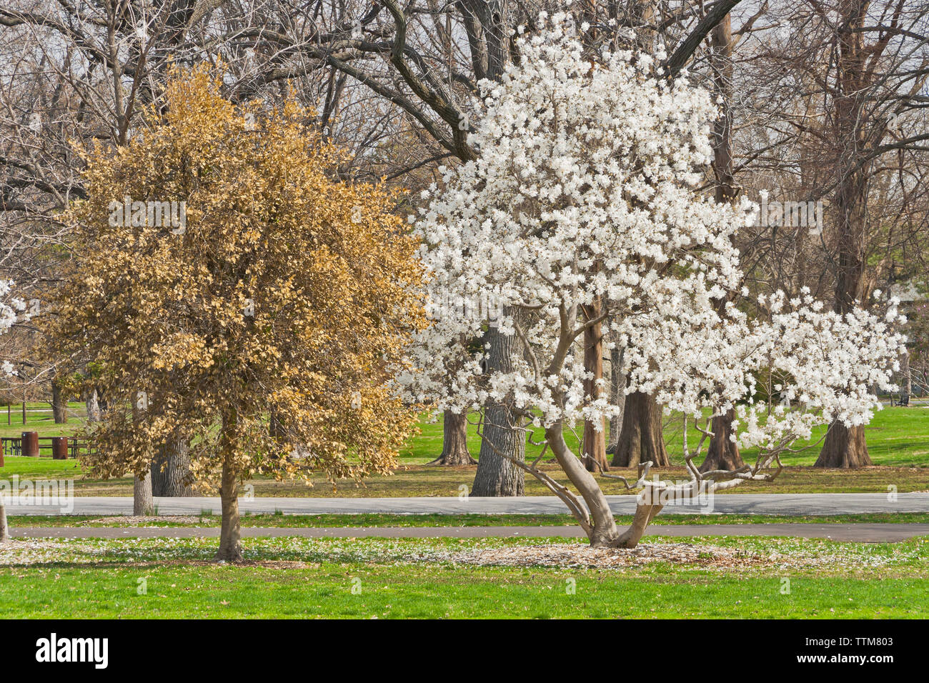 Star Magnolia in fiore, lungo il lato a holly con foglie dorate, a St. Louis city park in primavera. Foto Stock