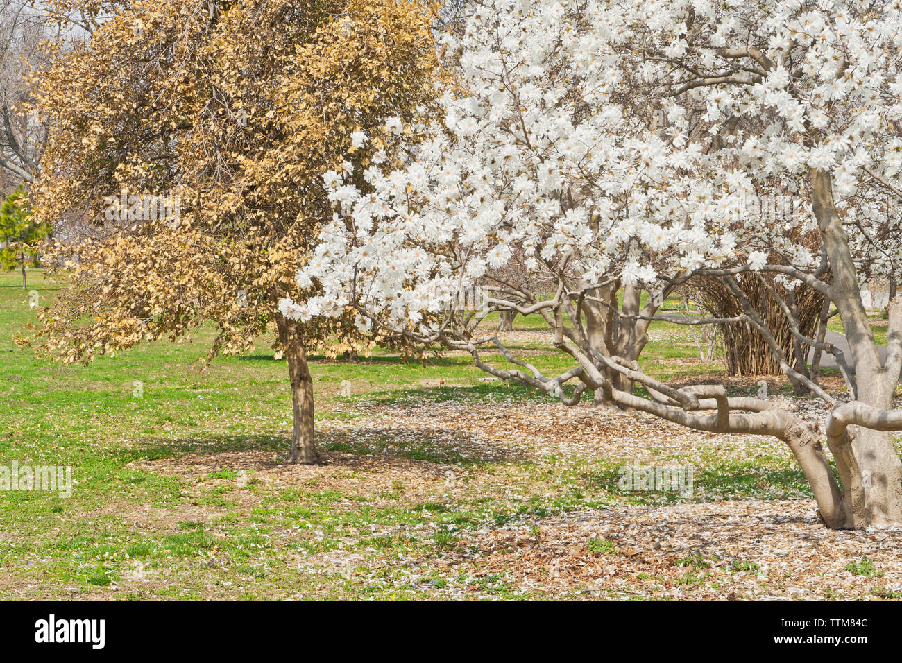 Star Magnolia in fiore a San Louis park in primavera, lungo con rosolato holly foglie. Foto Stock