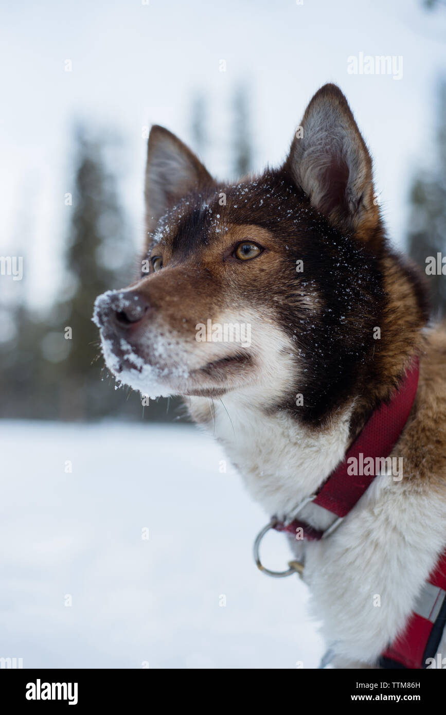 Husky guardando lontano sul campo nevoso Foto Stock