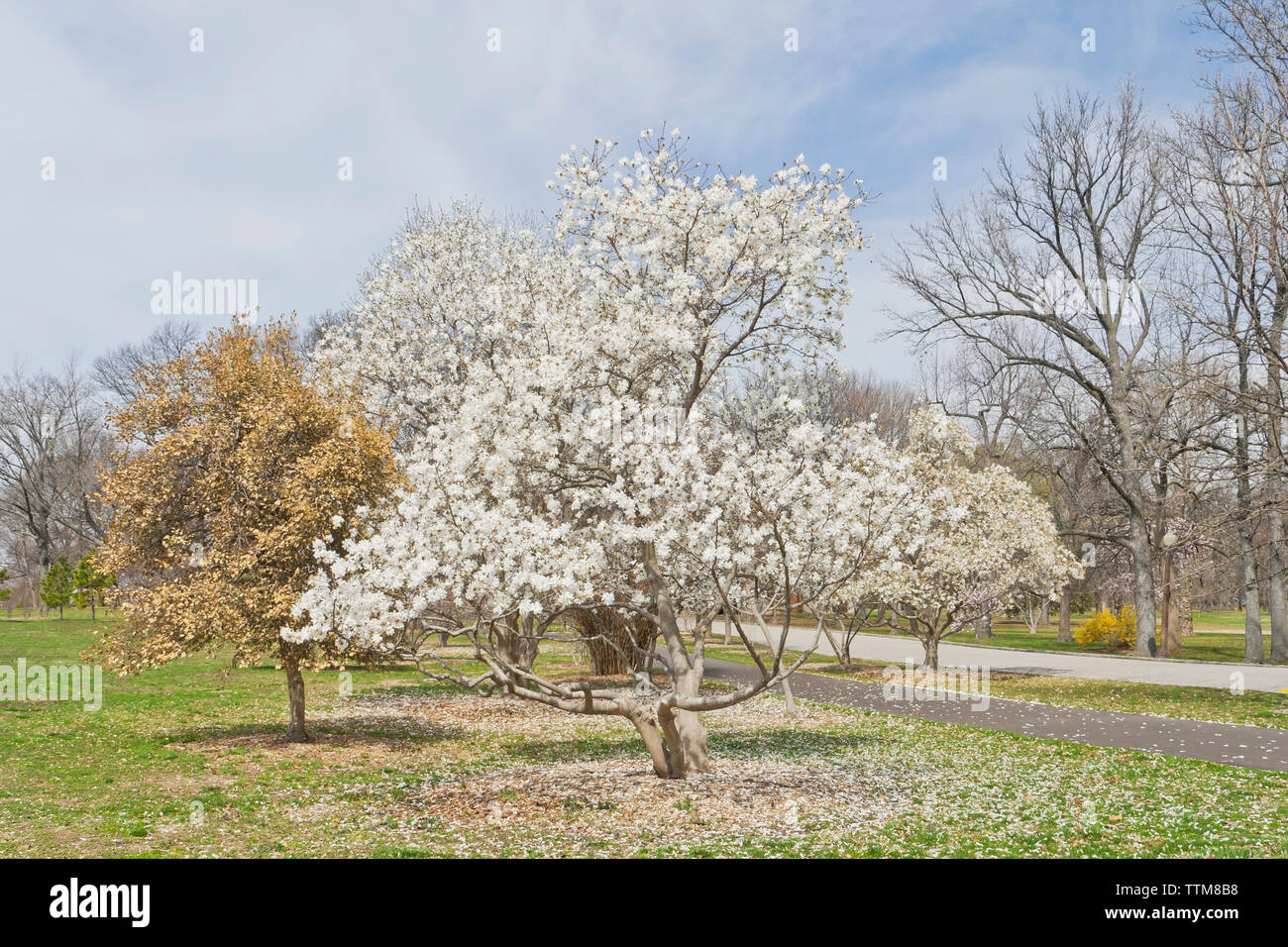 Star Magnolia in fiore a San Louis city park in primavera. Foto Stock