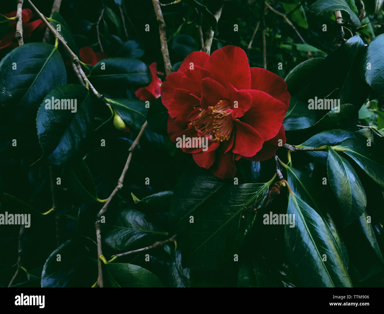 Close-up di rosso fiore che sboccia nel mezzo di piante Foto Stock