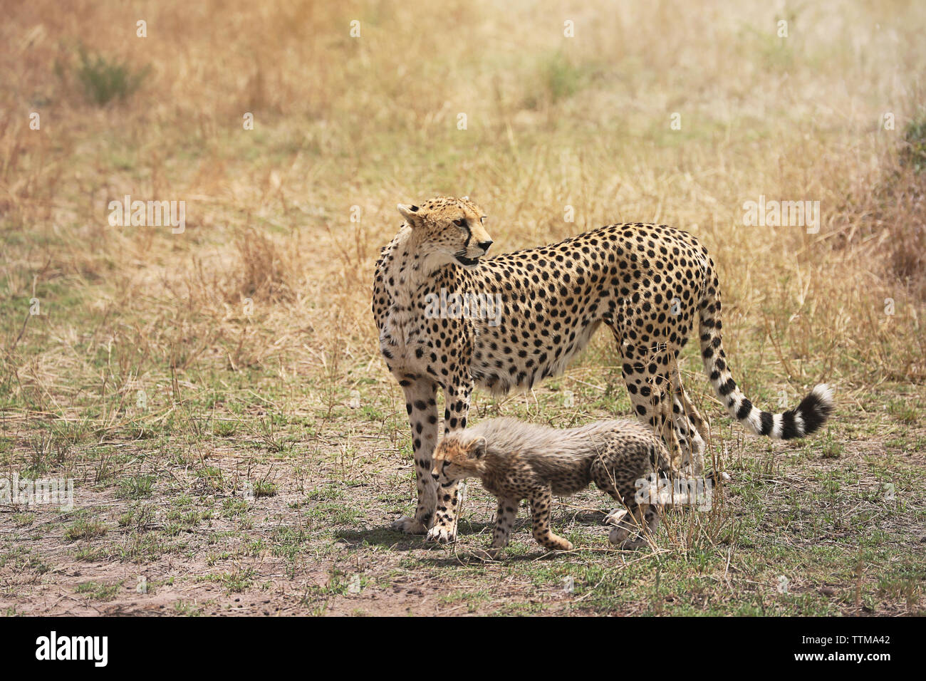 Ghepardo e la sua piccola cub nel Masai Mara, Kenya, Africa Foto Stock