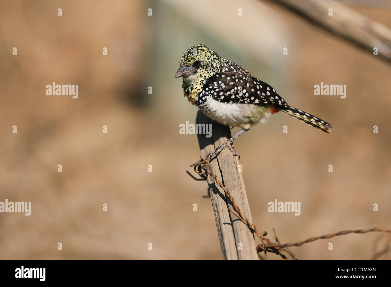 Sparrow seduta sul ramo, Kenya Foto Stock