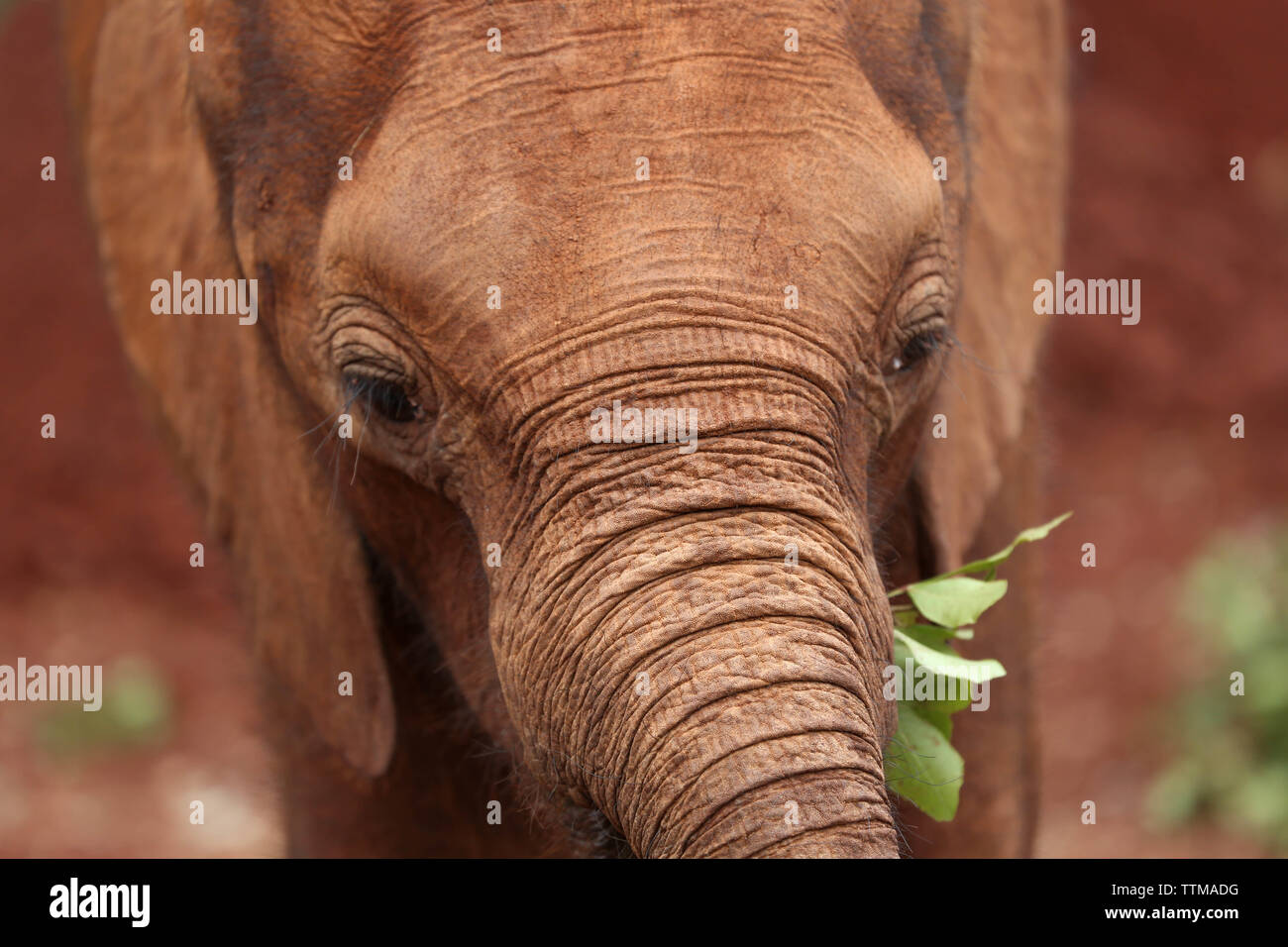 Baby Elephant è mangiare. Il David Sheldrick Wildlife Trust. Nairobi, Kenya Foto Stock