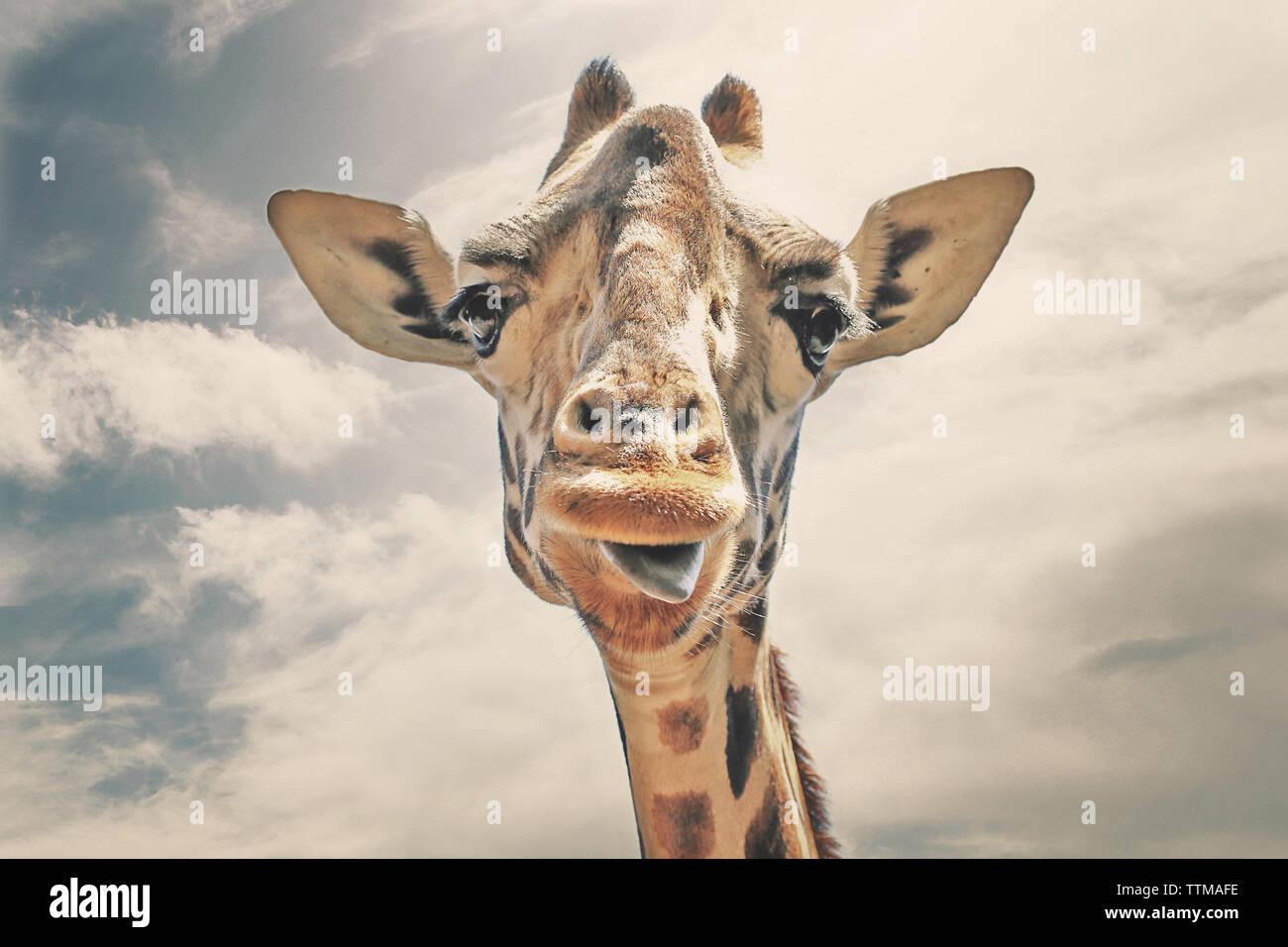 Felice giraffa il suo incollaggio con la lingua fuori Foto Stock