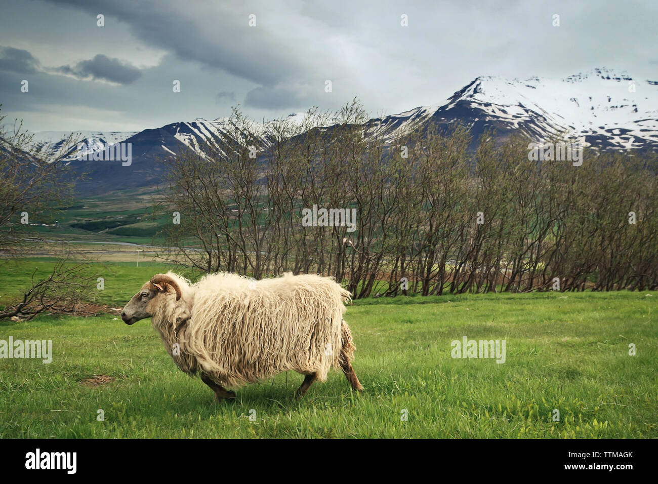 Pecore camminando sul prato in Islanda Foto Stock