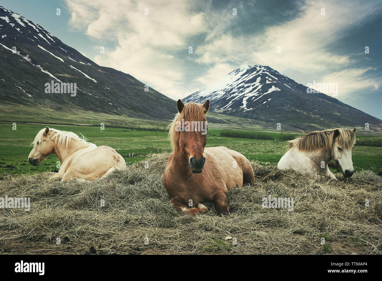 Cavalli a riposo in Islanda con vista montagna Foto Stock