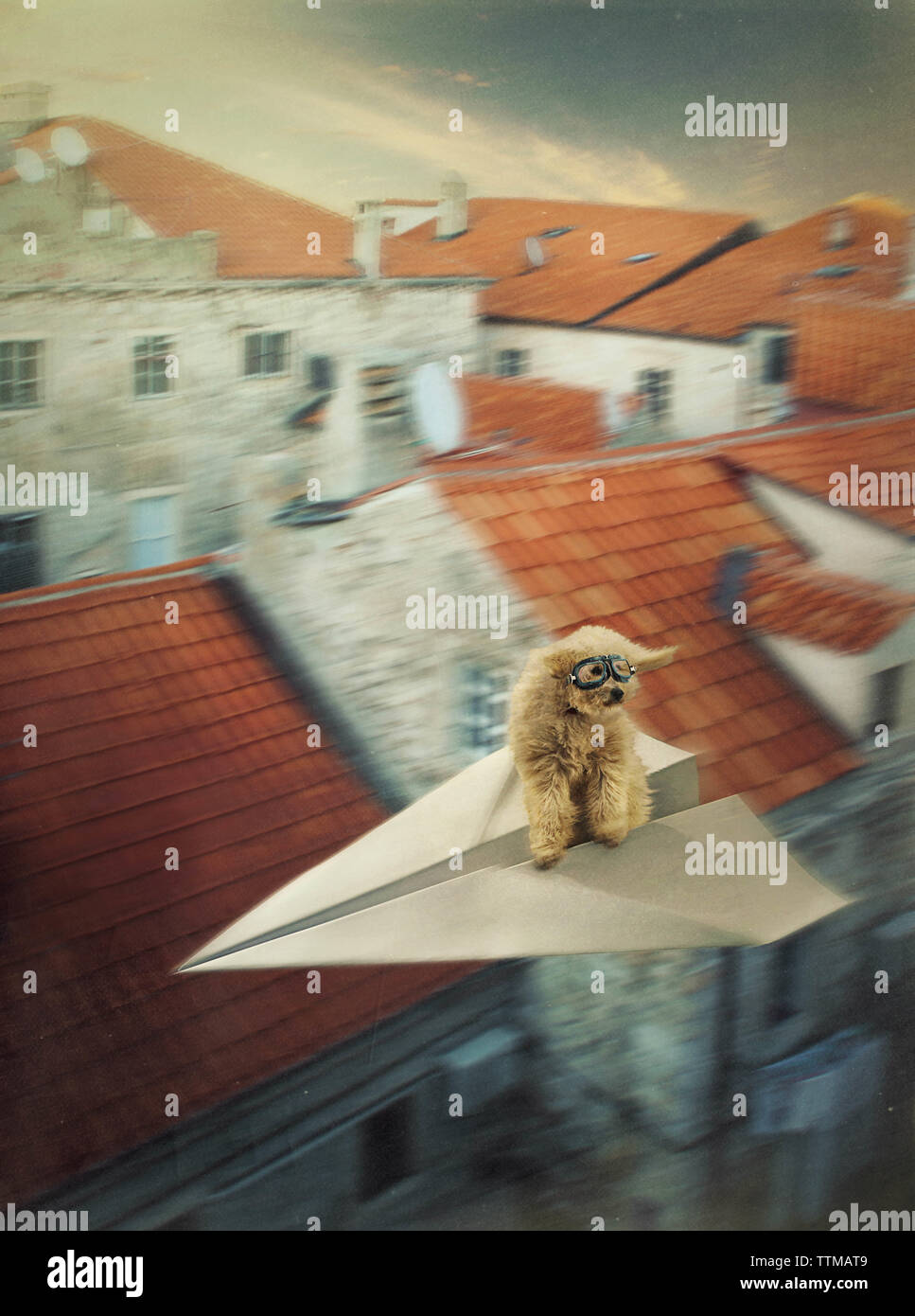 Il cane viaggia sul piano della carta Foto Stock