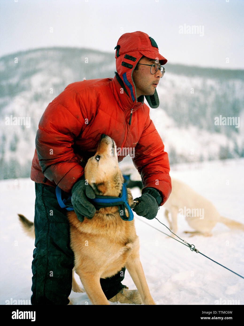 Stati Uniti d'America, Alaska, Chena, un uomo prepara il suo dogsled team per un corso di formazione per eseguire, Chena Hot Springs Foto Stock