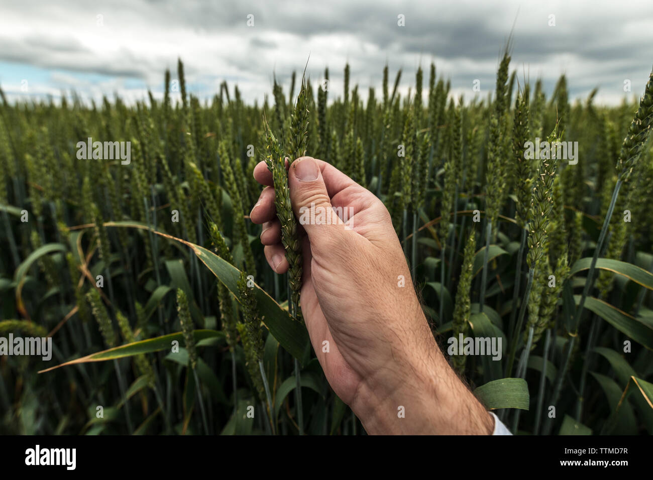 Agricoltore esaminando orecchio di frumento, stretta di mano maschio Foto Stock