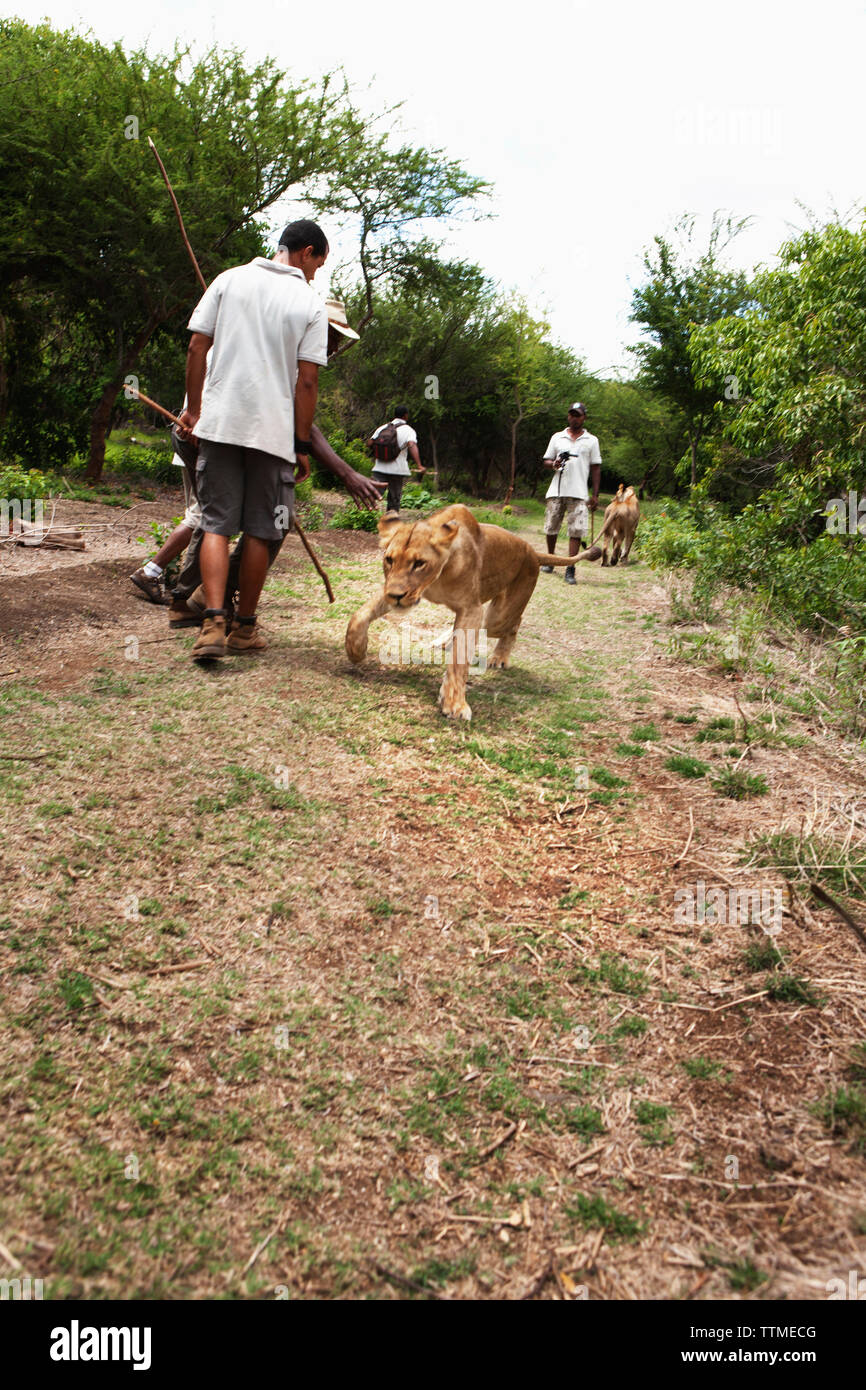 Maurizio, Flic en Flac, una leonessa abbandona la passeggiata a caccia di un cervo al Casela Natura e Leisure Park nella parte occidentale di Mauritius Foto Stock