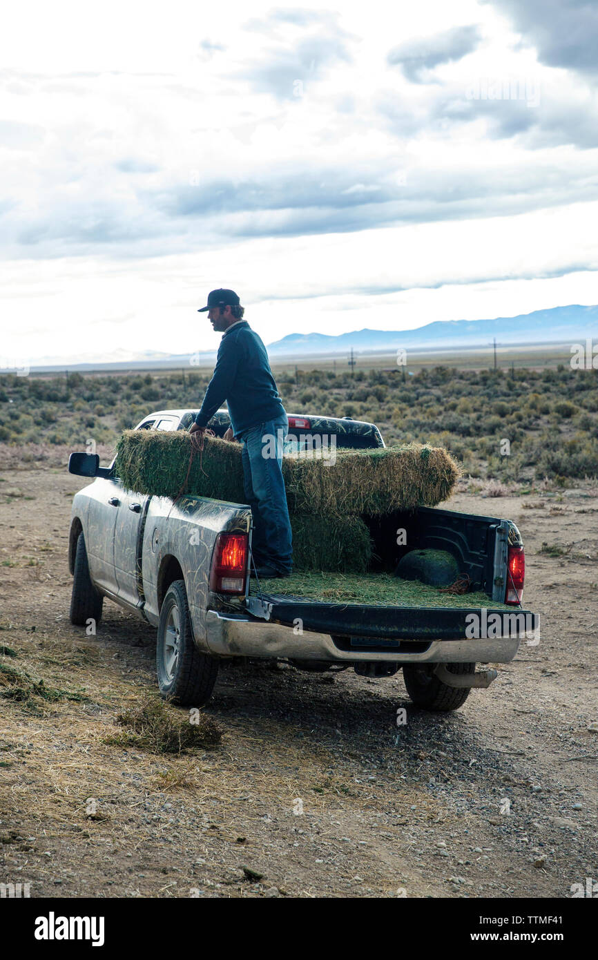 Stati Uniti d'America, Nevada, pozzi, cowboy e argilla wrangler Nannini si prende cura dei cavalli sul espansiva di 900 miglio quadrato in proprietà NE Nevada, Mustang monumento Foto Stock