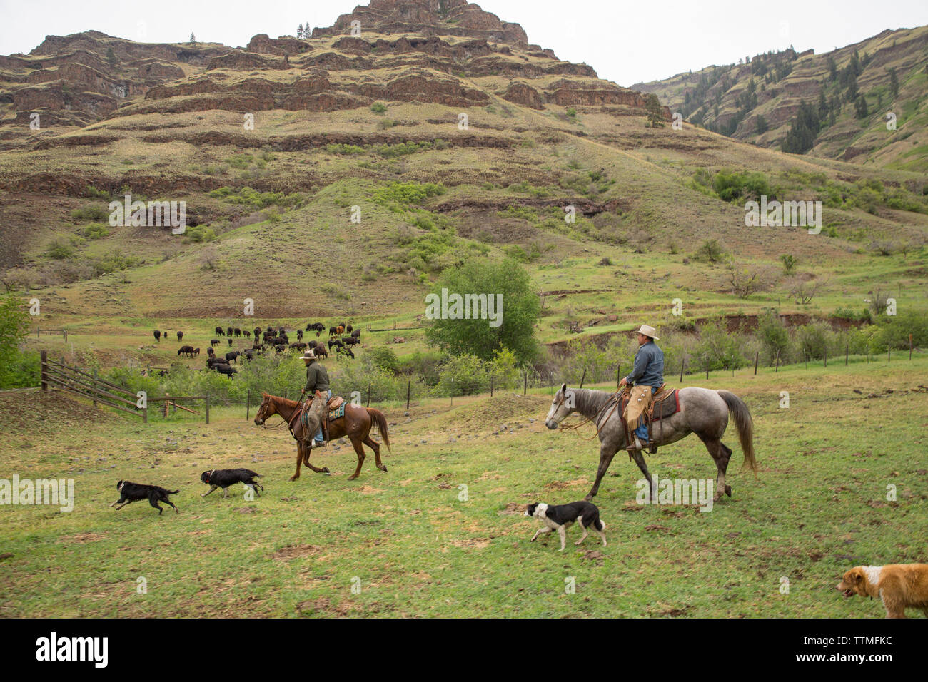 Stati Uniti d'America, Oregon, Giuseppe, Cody Cowboy Ross si muove capi di bestiame dal cavallo selvaggio il drenaggio verso il basso fino al piano del canyon da grandi pecore Creek Foto Stock