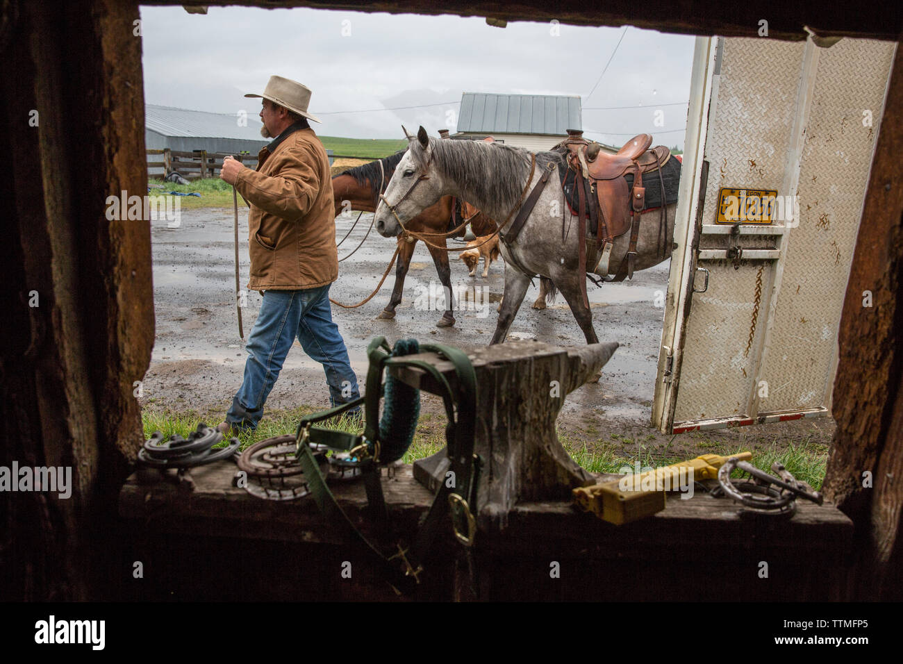 Stati Uniti d'America, Oregon, Enterprise, Cowboy Todd Nash unsaddles i suoi cavalli al Snyder Ranch dopo una lunga giornata di bovini in movimento sotto la pioggia, Nordest Oregon Foto Stock