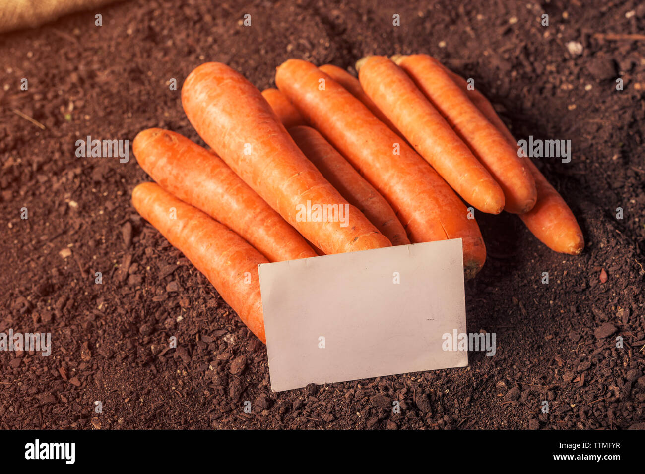 Carota organico per far crescere il business card mock up con raccolti vegetali di radice sul suolo di giardino Foto Stock