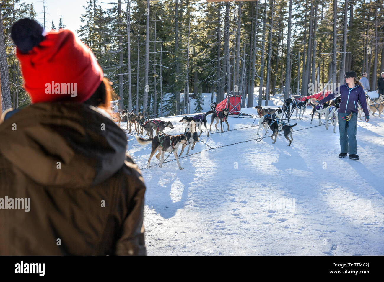 Stati Uniti d'America, Oregon, piegare un individuo guarda i cani che sono preparati per uno sled dog ride a Mt. Corso di laurea Foto Stock