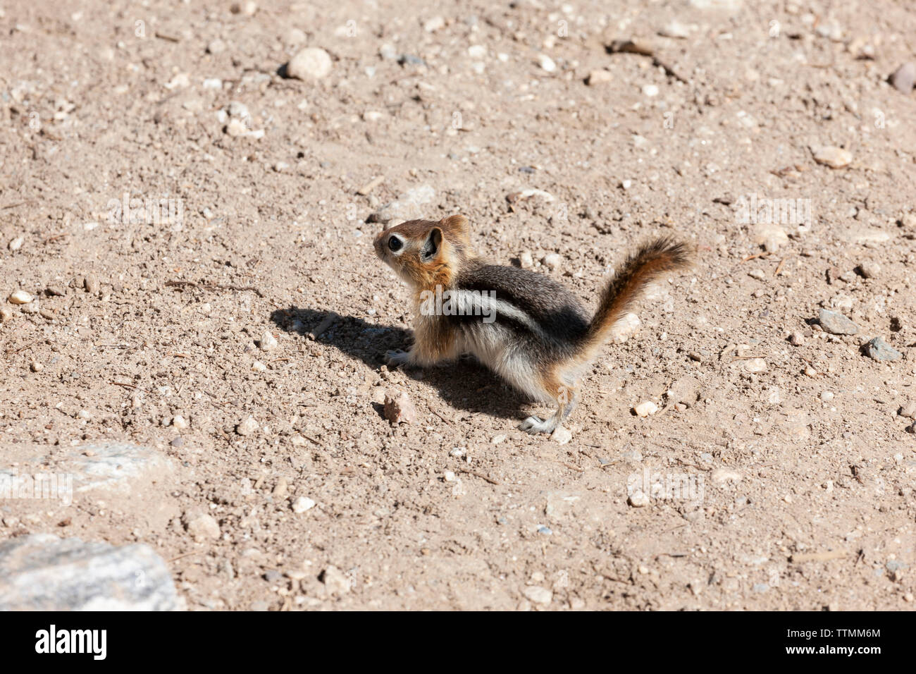 Baby Scoiattolo striado camminando su marrone sporco con ciottoli e rocce. Foto Stock