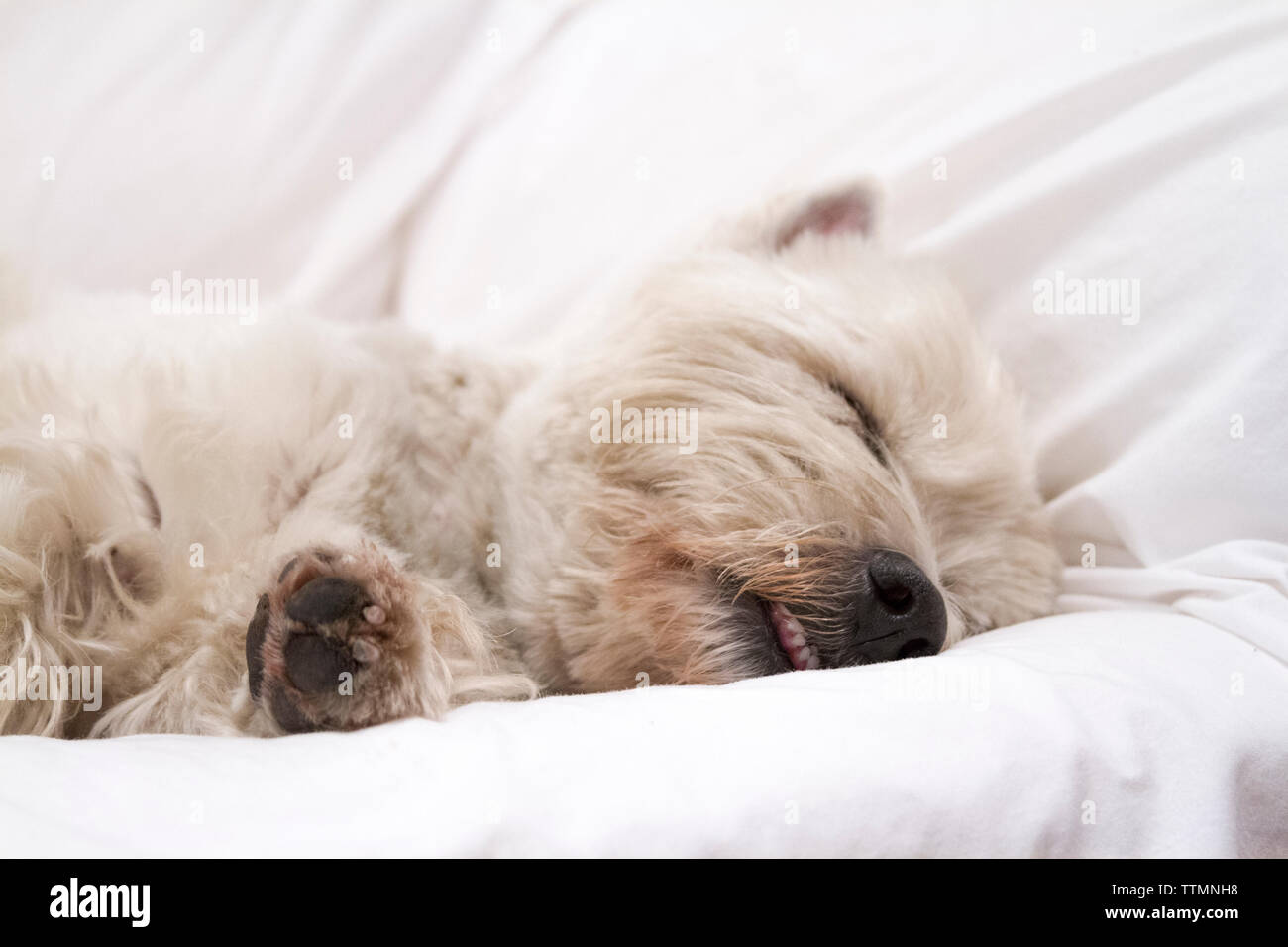 Maschio adulto West Highland White Terrier (Westie) il cane di dormire su un divano Foto Stock