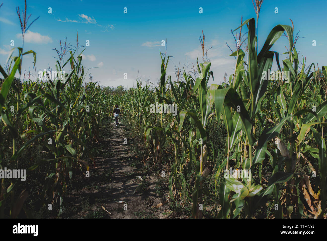 Vista posteriore del ragazzo camminando nel campo di mais contro sky Foto Stock