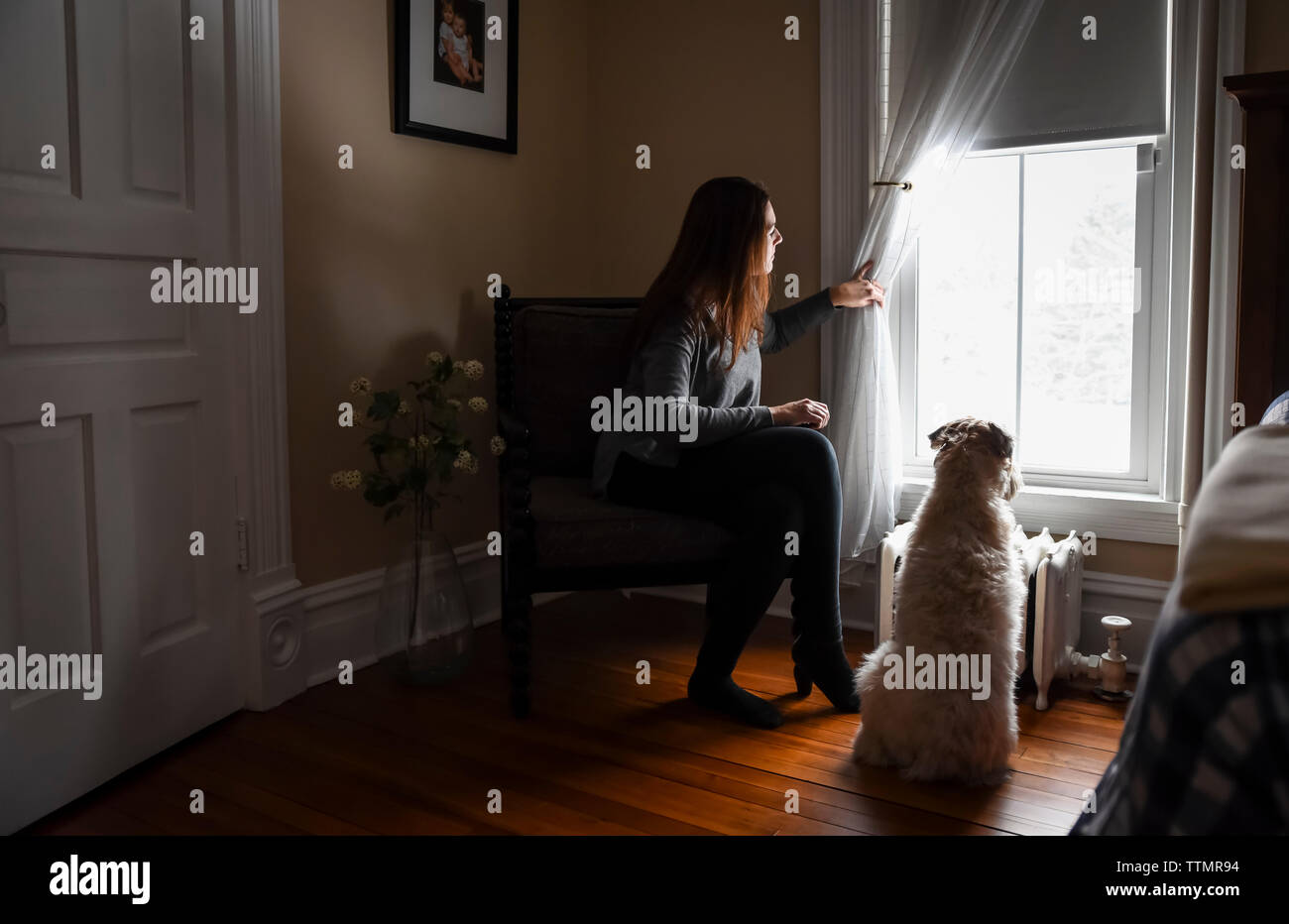 Donna tirando indietro tenda a guardare dalla finestra con il cane. Foto Stock