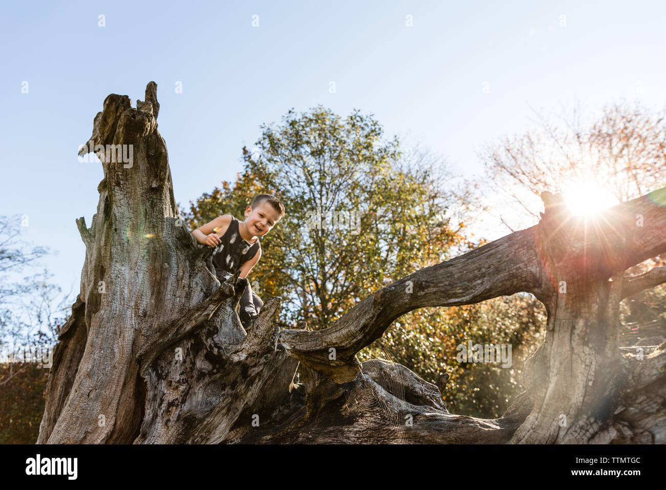 Ragazzo con felice, volto sorridente si arrampica tree al sole Foto Stock