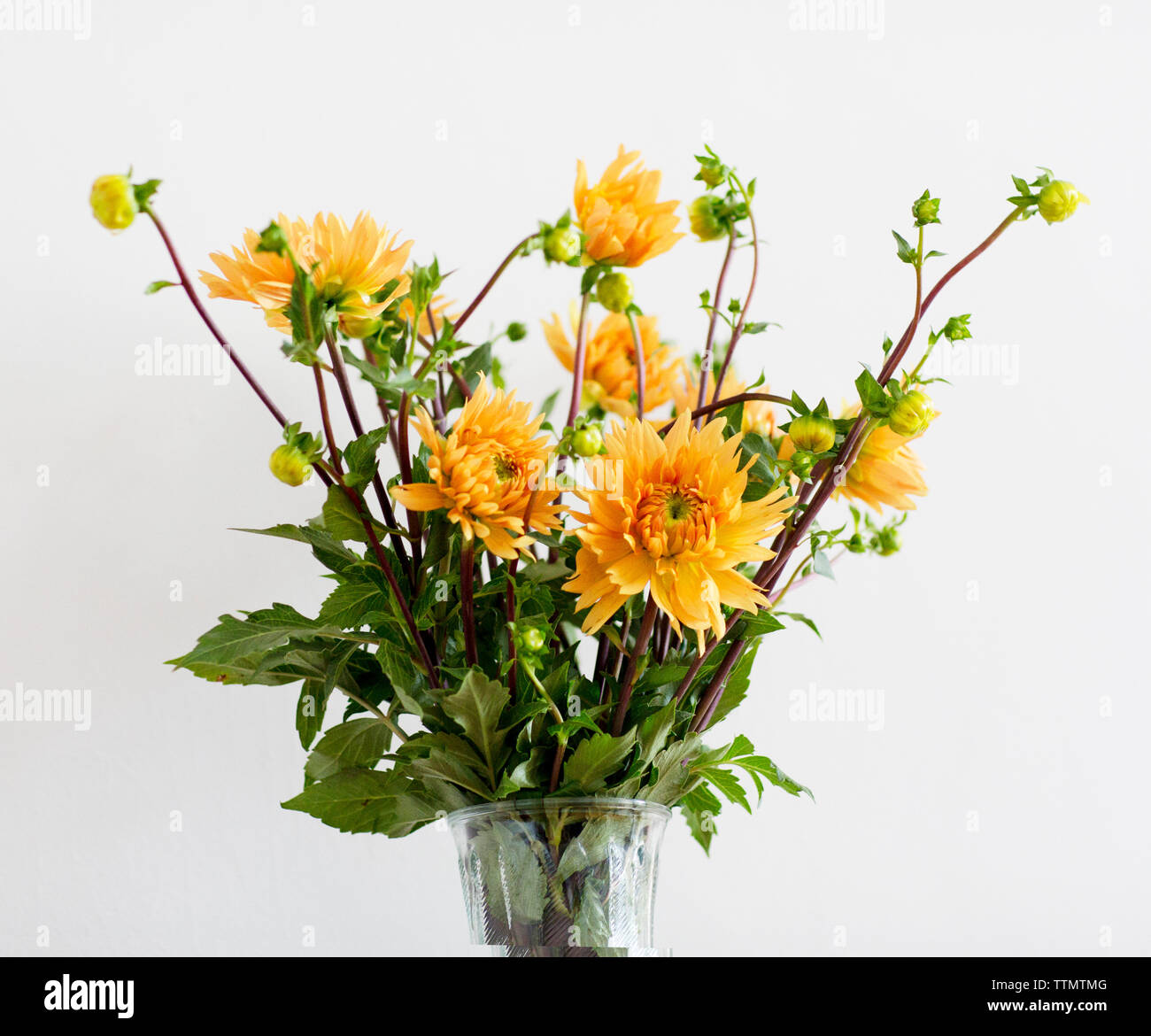Vaso con fiori gialli a sfondo bianco Foto Stock