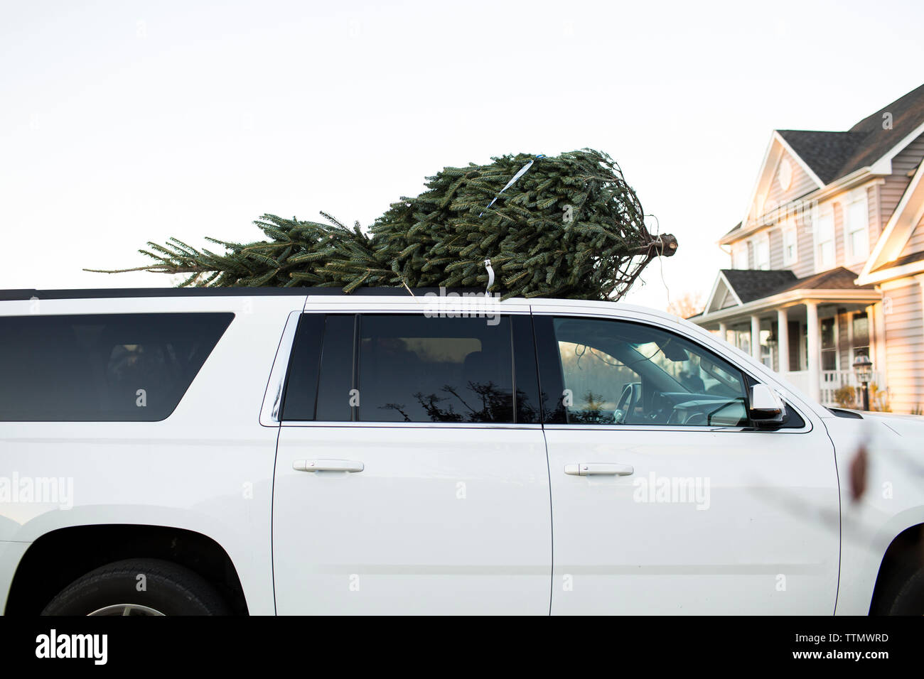 Taglio fresco albero di Natale sulla parte superiore di un SUV bianco Foto Stock