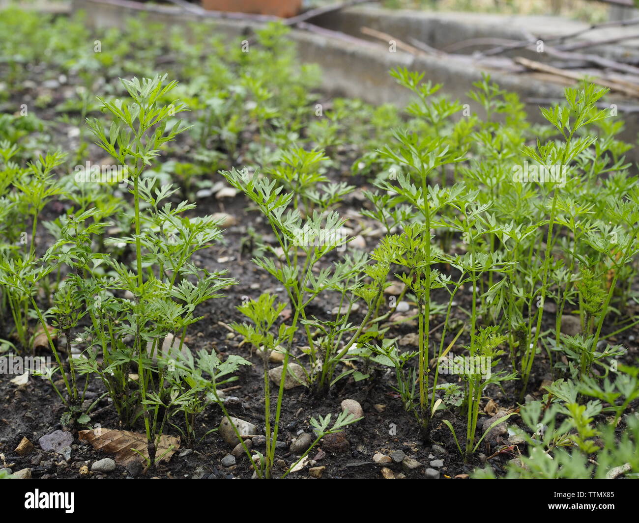 Barbabietola Kartotten-Jungpflanzen mit in einem privaten Gemüsegarten Foto Stock