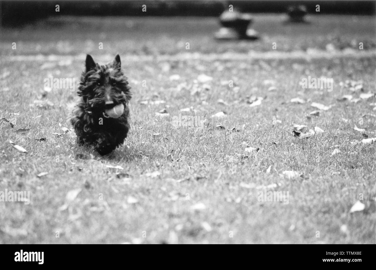 Adulto maschio nero scozzese terrier che corre attraverso foglie di caduta in un parco con una palla da tennis in bocca. Immagine in bianco e nero. Foto Stock