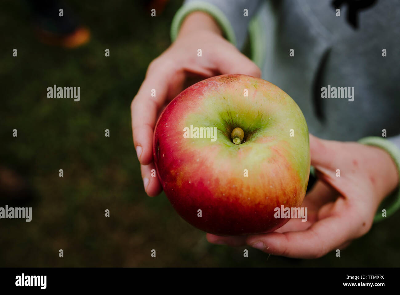 Sezione mediana della ragazza con Apple in Orchard Foto Stock