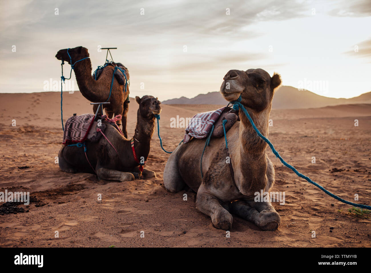 Cammelli relax sulla sabbia al deserto contro sky Foto Stock