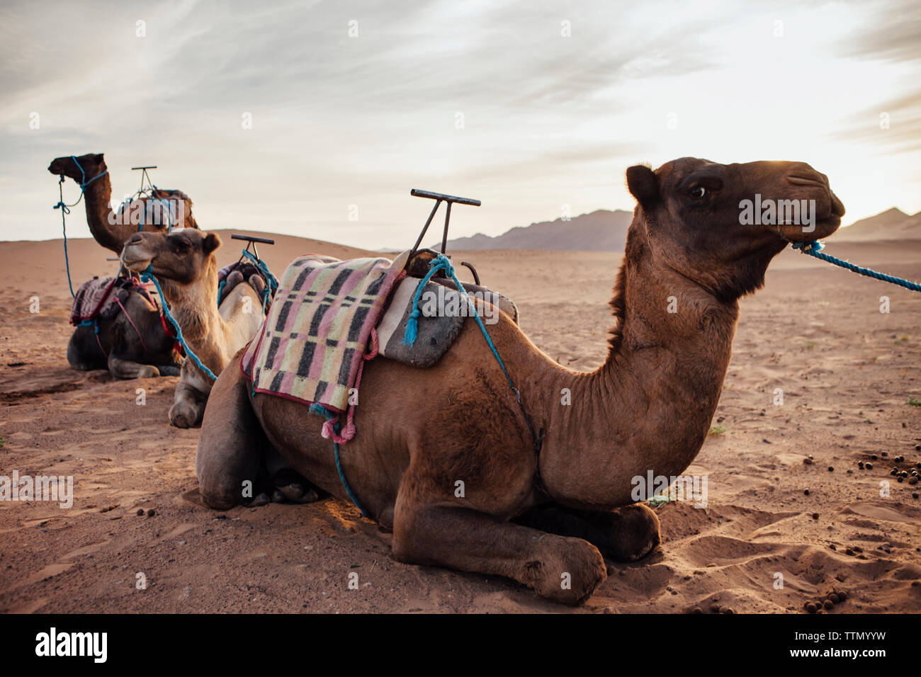Cammelli relax sulla sabbia al deserto contro il cielo nuvoloso Foto Stock