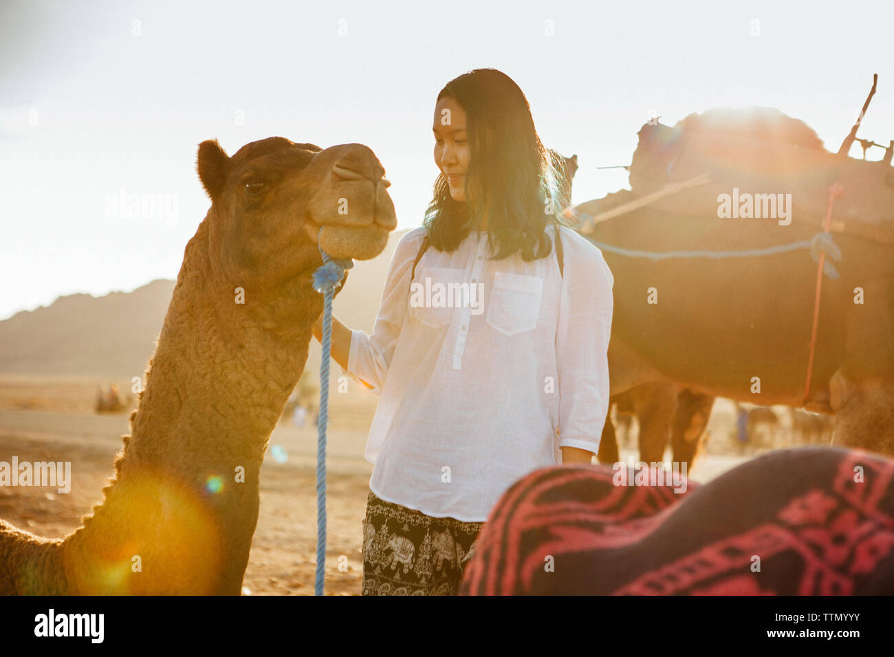 Donna sorridente guardando al camel rilassante nel deserto contro sky durante la giornata di sole Foto Stock