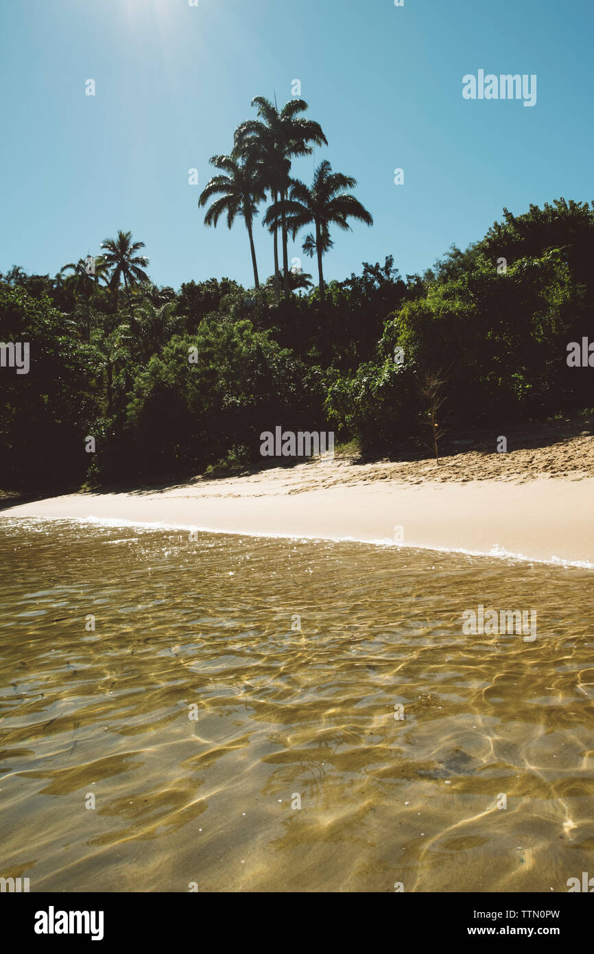 Vista panoramica di alberi che crescono in spiaggia contro il cielo blu e chiaro durante la giornata di sole Foto Stock