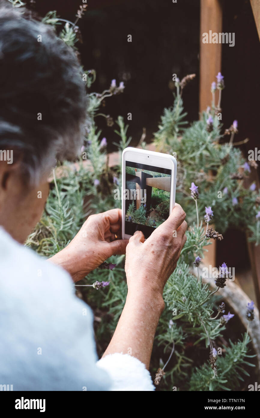 Vista laterale della donna a fotografare le piante con un cellulare in cantiere Foto Stock