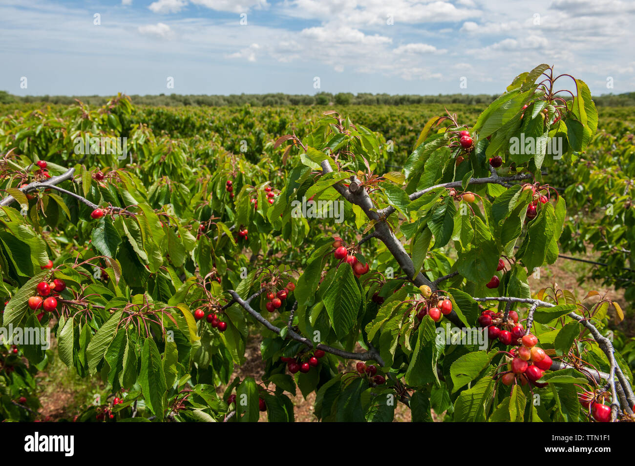 Cassano delle Murge, Bari 11/05/2019: Azienda agricola di Marcello Susca. Visita in occasione della campagna coop 'ciliegie senza pesticidi No Glifosato' Foto Stock