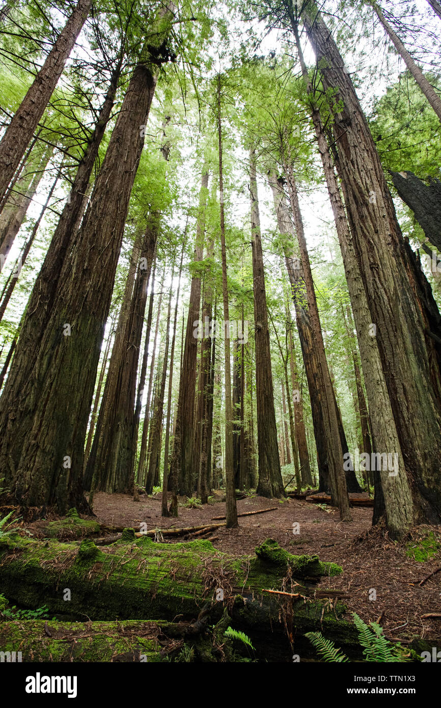 Alberi che crescono in campo al Redwood National e parchi statali Foto Stock