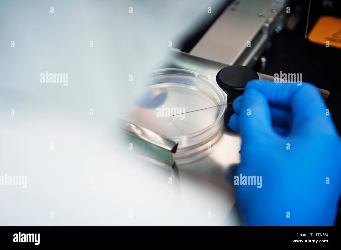 Immagine ritagliata di scienziato esaminando campioni in piastre petri in laboratorio Foto Stock