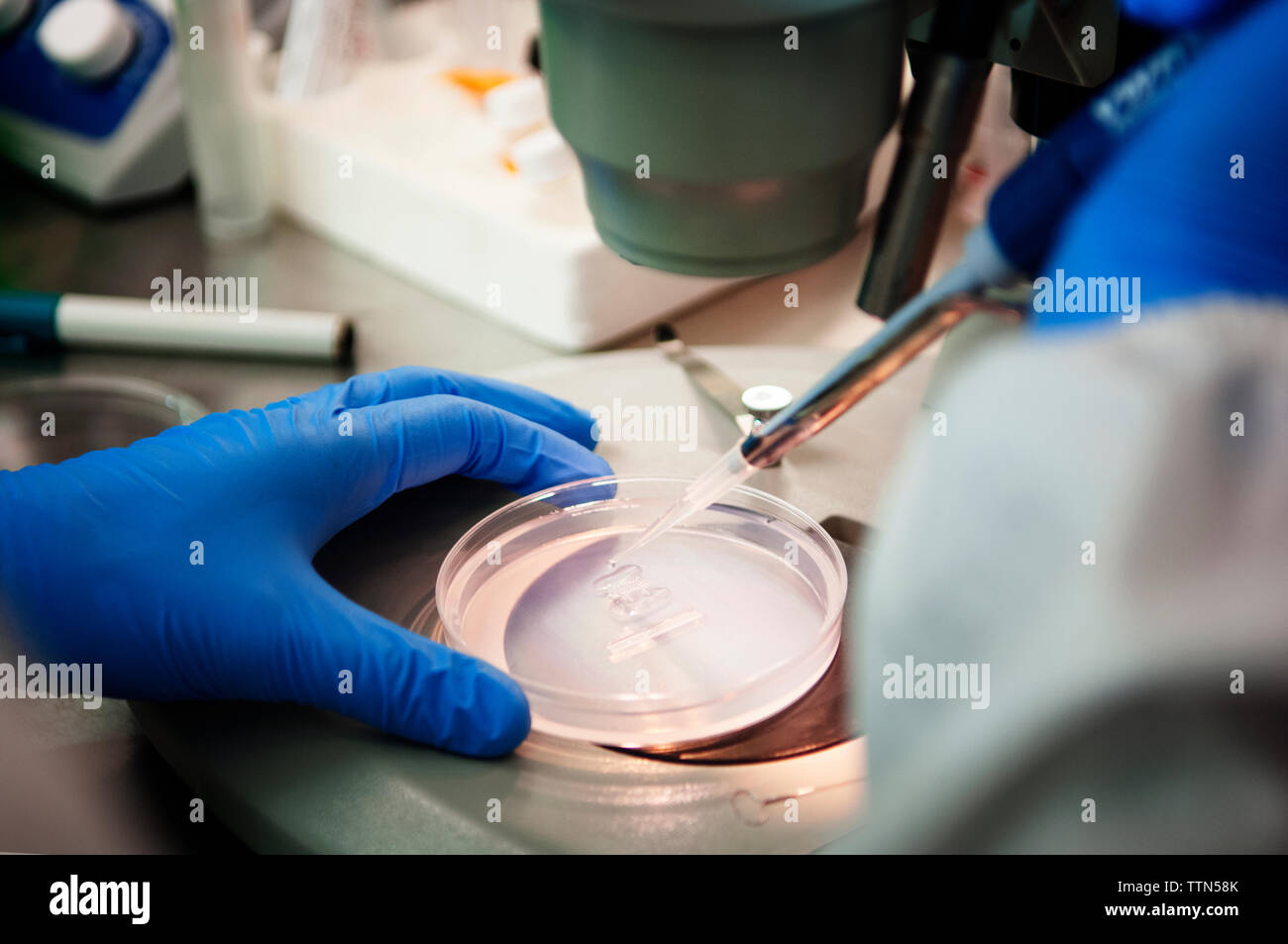 Scienziato esaminando campioni in piastre petri sotto microscopio da laboratorio Foto Stock