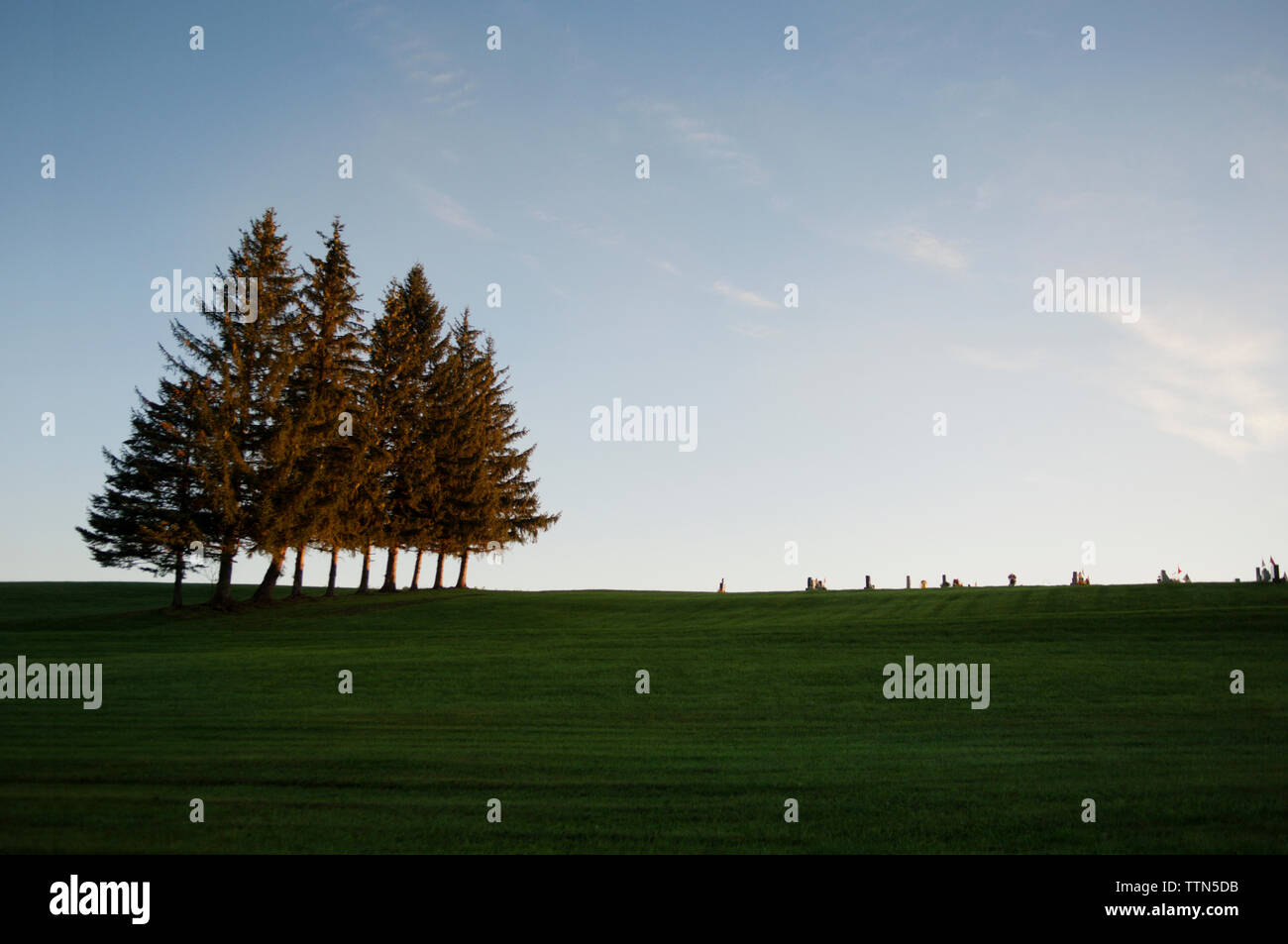 Alberi in campo contro sky Foto Stock