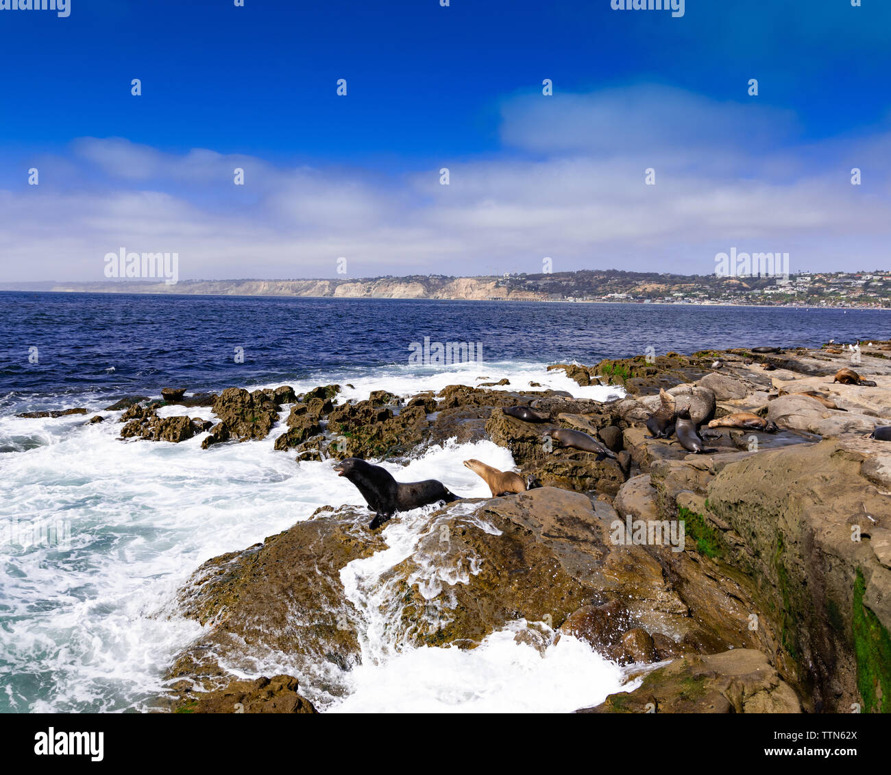 I leoni di mare, La Jolla, Sandiego, California Foto Stock