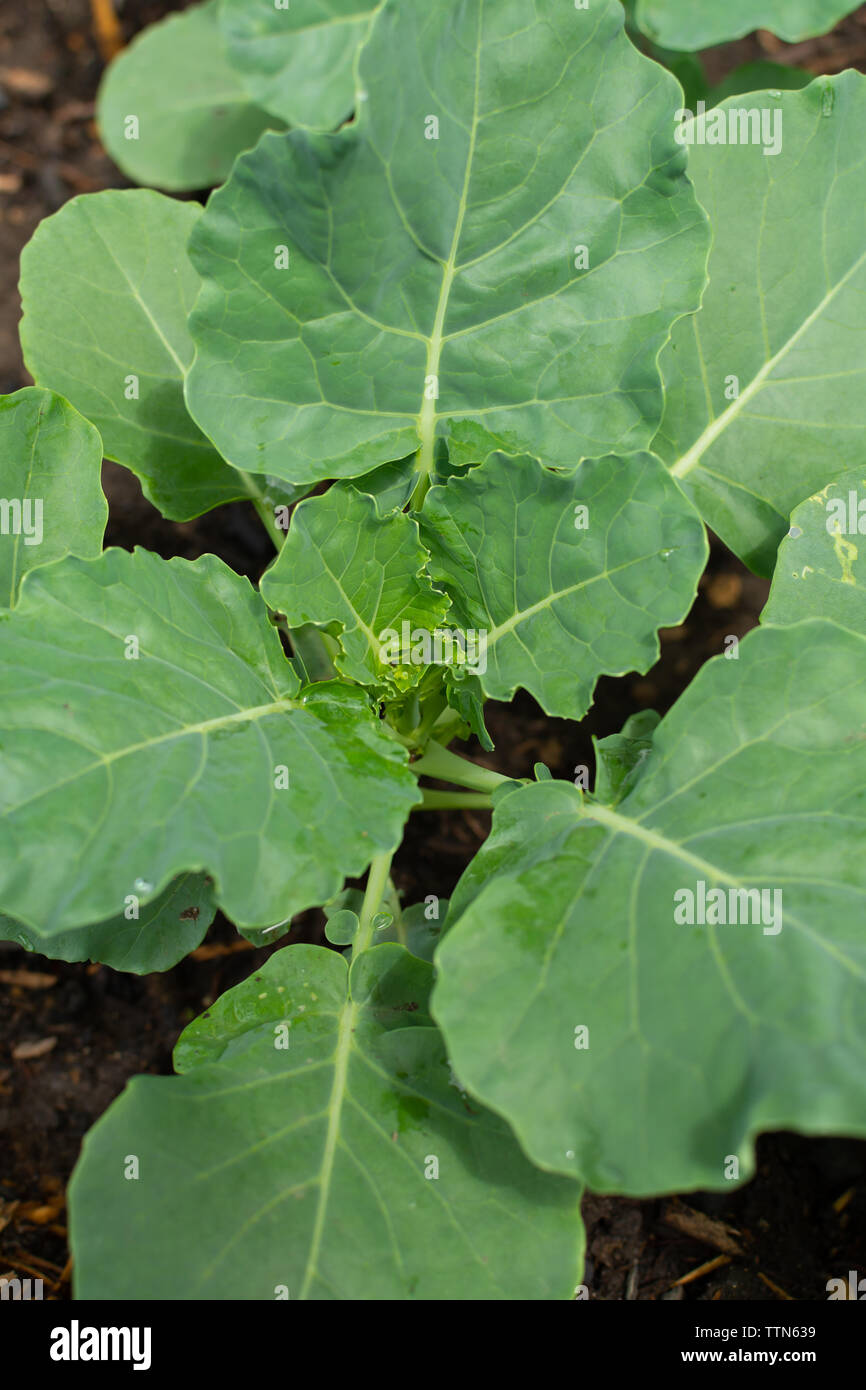 Broccoli piante nel giardino di casa su una bella mattina di primavera. Foto Stock
