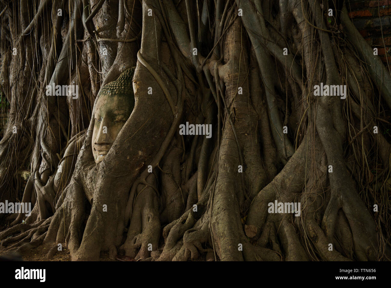 Testa di Buddha in radici di albero di Wat Phra Mahathat Foto Stock