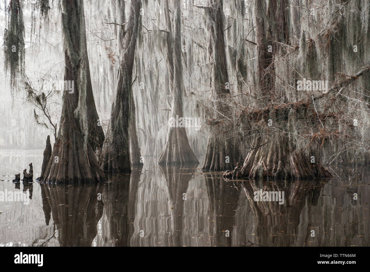 Alberi che crescono nel lago Caddo Foto Stock